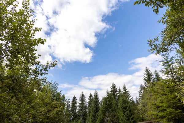 Ukrayna Karpatlar dağ manzarası