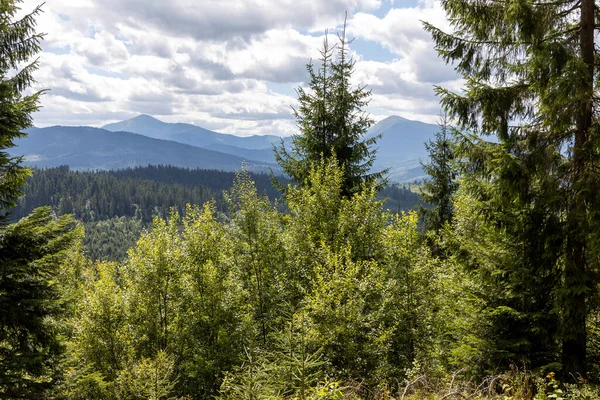 Bir yaz günü Ukrayna Karpatları 'nda dağ panoraması.