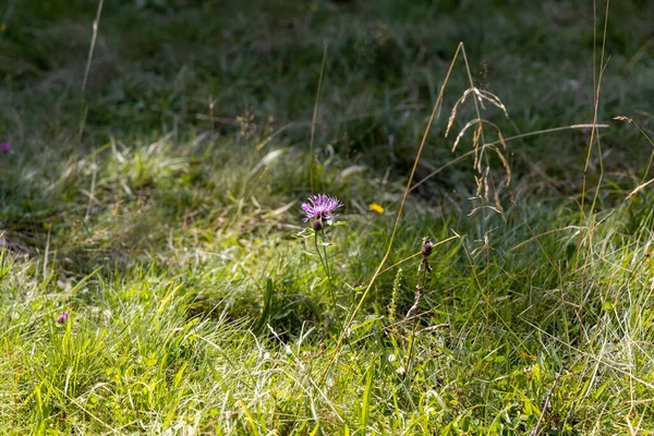 Yüksek Karpatlar 'da yeşil dağ çayırları