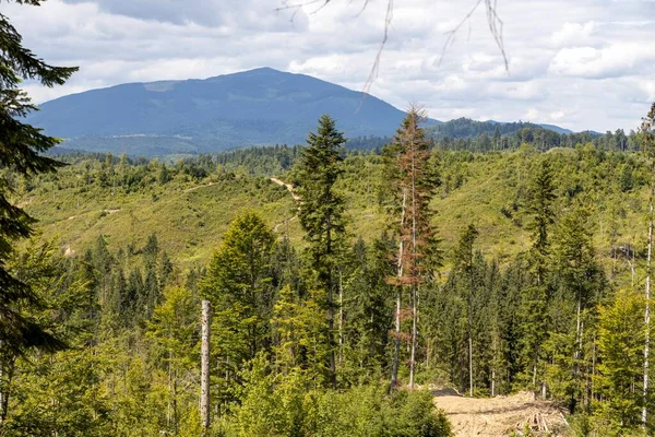 Bir yaz günü Ukrayna Karpatları 'nda dağ panoraması.