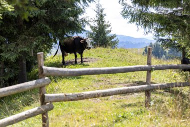Bir yaz günü Ukrayna Karpatları 'nda yeşil bir çayırdaki inek..
