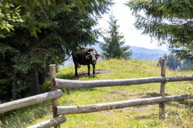 Bir yaz günü Ukrayna Karpatları 'nda yeşil bir çayırdaki inek..
