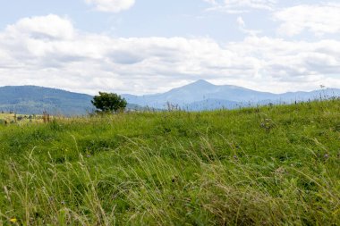 Bir yaz günü Ukrayna Karpatları 'nda dağ panoraması.