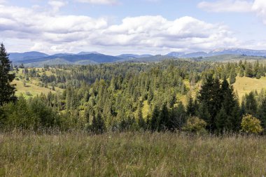 Bir yaz günü Ukrayna Karpatları 'nda dağ panoraması.
