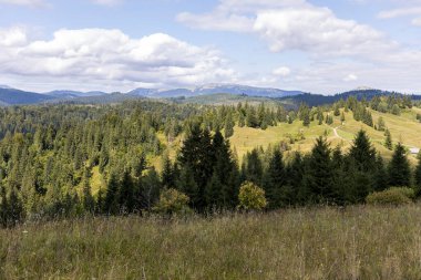 Bir yaz günü Ukrayna Karpatları 'nda dağ panoraması.