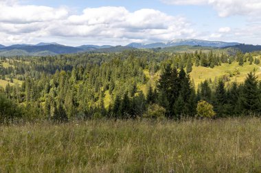 Bir yaz günü Ukrayna Karpatları 'nda dağ panoraması.