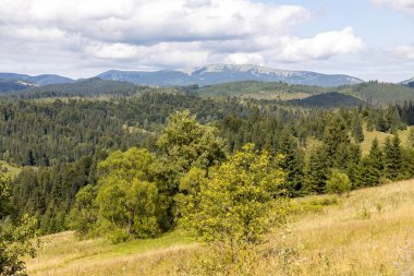 Bir yaz günü Ukrayna Karpatları 'nda dağ panoraması.