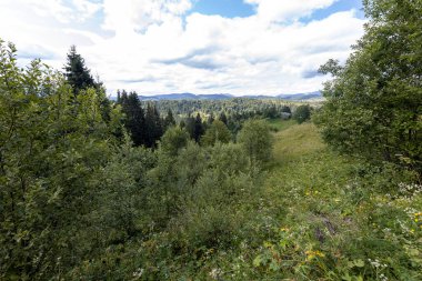 Ukrayna Karpatları 'nda yeşil dağ çayırları