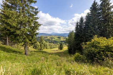 Ukrayna Karpatları 'nda yeşil dağ çayırları