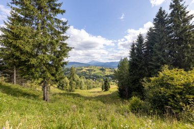 Ukrayna Karpatları 'nda yeşil dağ çayırları
