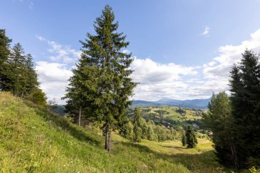 Ukrayna Karpatları 'nda yeşil dağ çayırları
