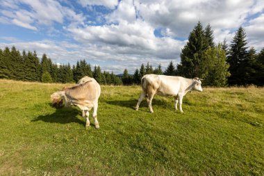Bir yaz günü Ukrayna Karpatları 'nda yeşil bir çayırda inekler.