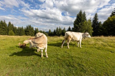 Bir yaz günü Ukrayna Karpatları 'nda yeşil bir çayırda inekler.