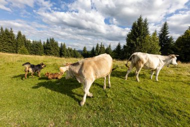Bir yaz günü Ukrayna Karpatları 'nda yeşil bir çayırda inekler.