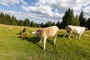 Bir yaz günü Ukrayna Karpatları 'nda yeşil bir çayırda inekler.