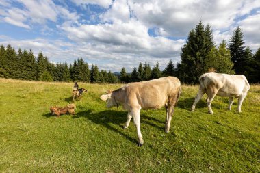 Bir yaz günü Ukrayna Karpatları 'nda yeşil bir çayırda inekler.