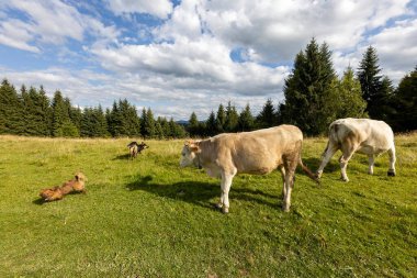 Bir yaz günü Ukrayna Karpatları 'nda yeşil bir çayırda inekler.