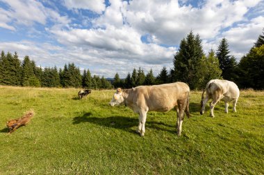 Bir yaz günü Ukrayna Karpatları 'nda yeşil bir çayırda inekler.