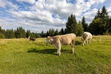 Bir yaz günü Ukrayna Karpatları 'nda yeşil bir çayırda inekler.