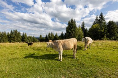 Bir yaz günü Ukrayna Karpatları 'nda yeşil bir çayırda inekler.