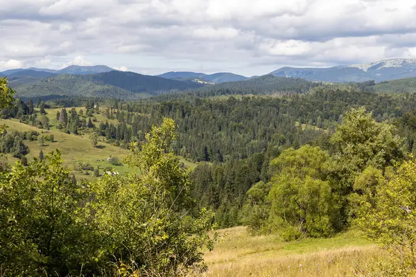 Bir yaz günü Ukrayna Karpatları 'nda dağ panoraması.