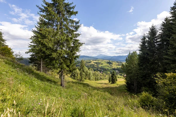 Ukrayna Karpatları 'nda yeşil dağ çayırları