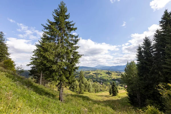 Ukrayna Karpatları 'nda yeşil dağ çayırları