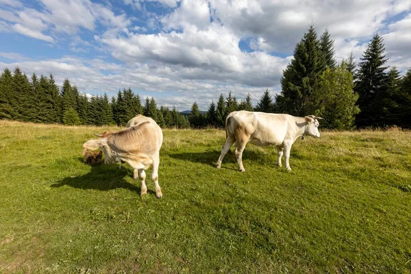 Bir yaz günü Ukrayna Karpatları 'nda yeşil bir çayırda inekler.