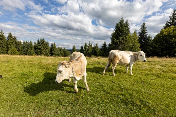 Bir yaz günü Ukrayna Karpatları 'nda yeşil bir çayırda inekler.