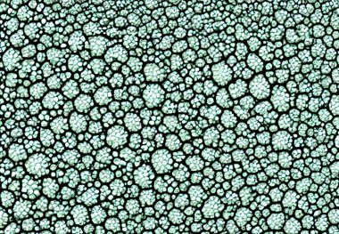 İllüzyon. Virüs vücutları, detaylı makro görünüm.