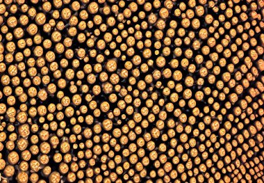 Virüs vücutları, illüstrasyon detaylı 3B makro görünüm.