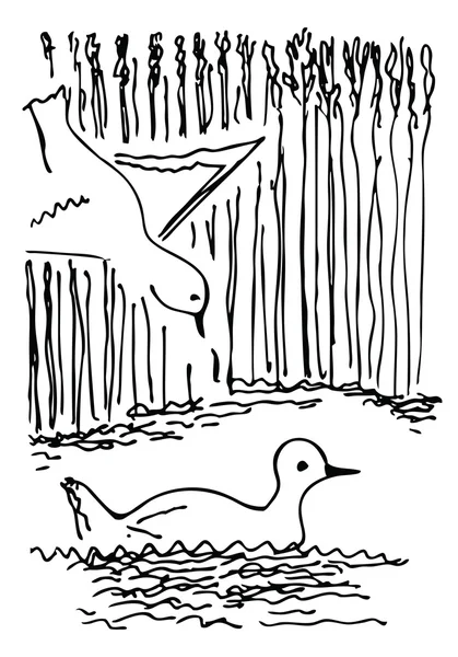 Две утки Лицензионные Стоковые Иллюстрации