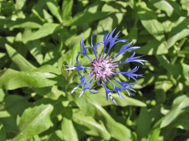 Centaurea
