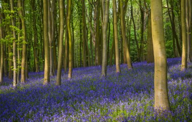 oxfordshire antik bluebell ormanda
