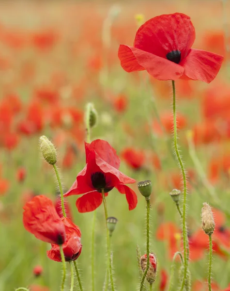Bright red poppies in a field — Stock Photo, Image