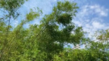 Bambu yaprakları rüzgarla savruluyor. Sallanan yeşil yapraklar. video