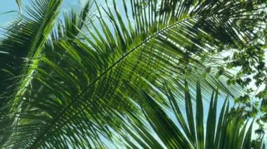 Tropik hindistan cevizi palmiyesi yaprakları rüzgarda güneş ışığıyla sallanıyor. Yaz