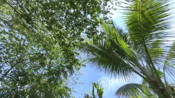 Folha Coco Tropical Balançando Vento Com Luz Sol Verão — Vídeo de Stock