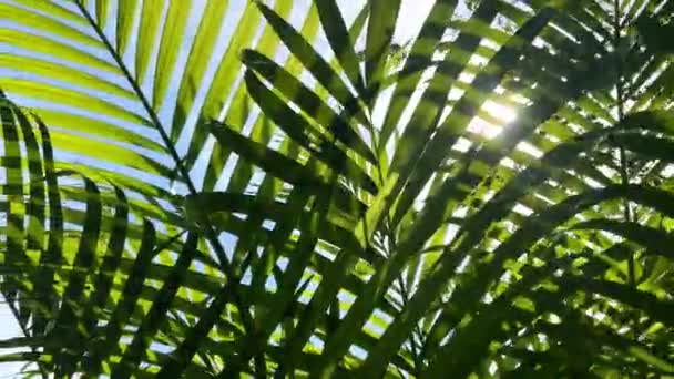 Foglia Palma Cocco Tropicale Ondeggiante Nel Vento Con Luce Solare — Video Stock