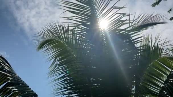 Folha Coco Tropical Balançando Vento Com Luz Sol Verão — Vídeo de Stock