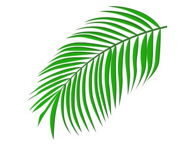 Beyaz arkaplan vektör illüstrasyonunda izole edilmiş palmiye yaprağı