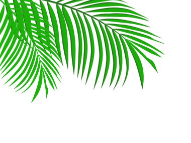  Palm Leaf Arkaplan afişi. Vektör İllüstrasyonu