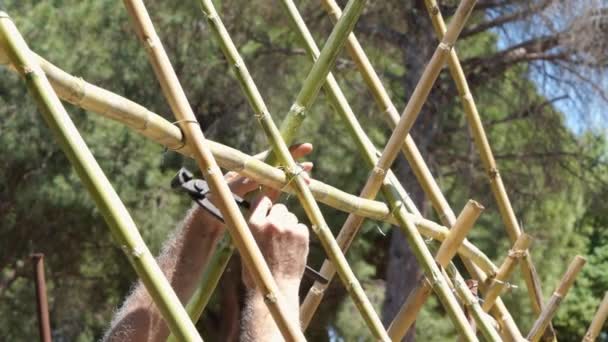 Mans Kéz Összeszerelése Egy Szerkezet Bambusz Sétapálca Egy Kertben Hogy — Stock videók