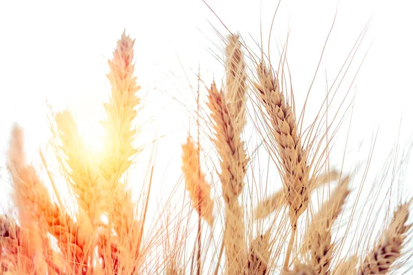 Wheat Field Sunset Selective Focus — Stock Photo, Image