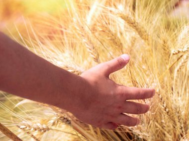 Gün batımında buğdayı okşayan çocuğun eli