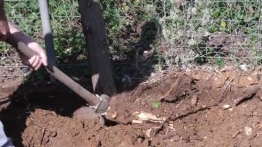 Ağacın yanında çapayla çukur kazan bir adam.