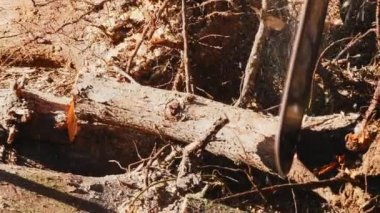 Elektrikli testereyle odun kesen adam.