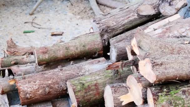 Mans Hands Stacking Wood Logs — Stock Video