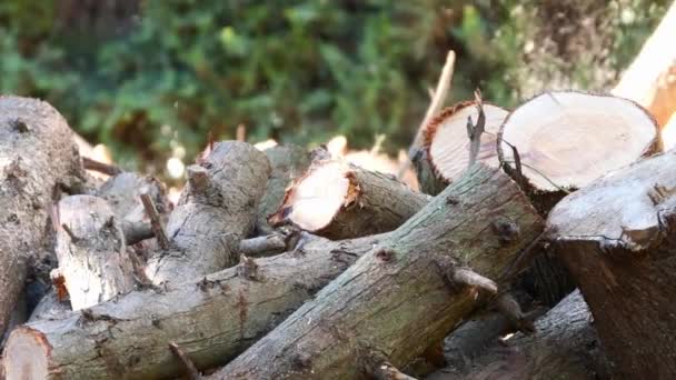 Een Man Verzamelt Een Stapel Brandhout Een Handkar — Stockvideo