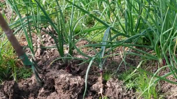 Farmer Harvesting Spring Onions Crop — Stock video